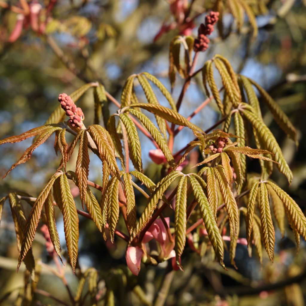 Aesculus pavia Humilis - Ippocastano rosso