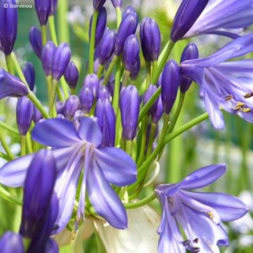 Agapanthus African Skies