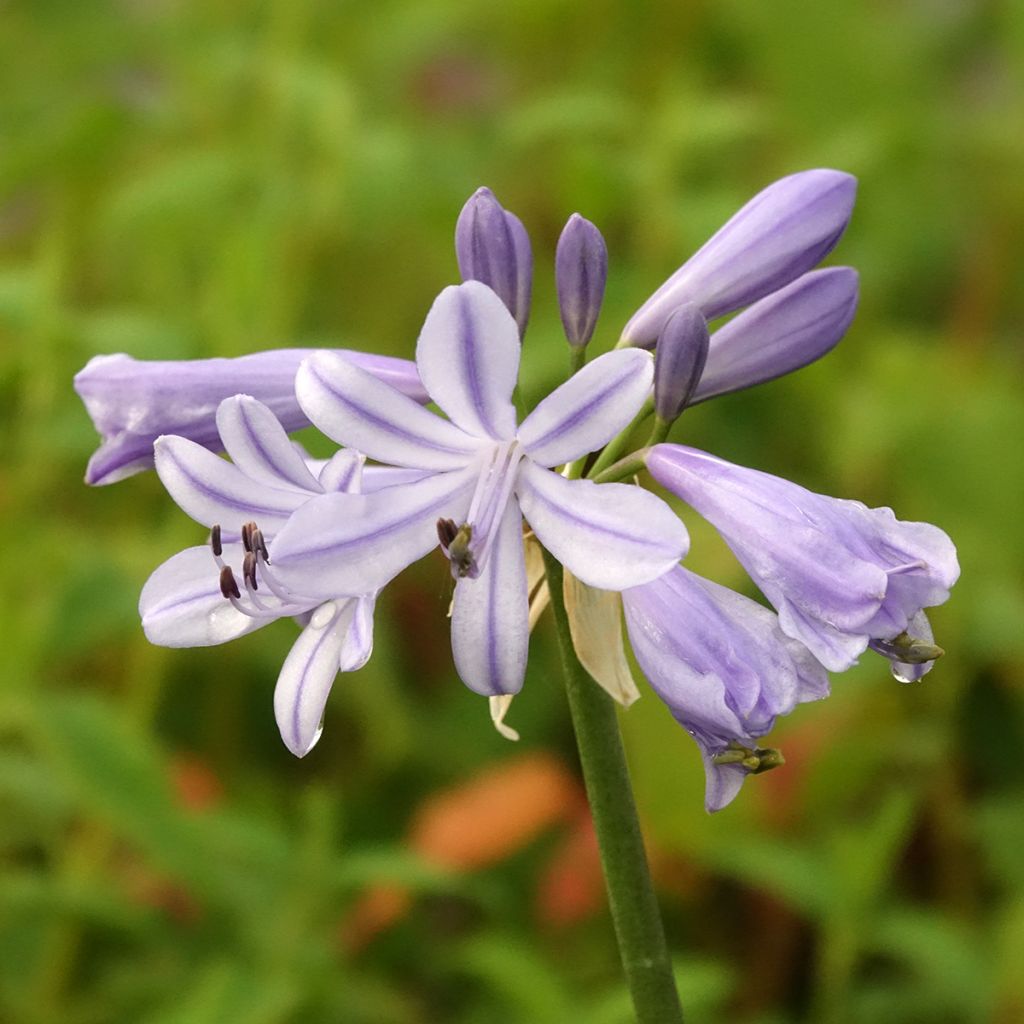Agapanthus Blue Baby