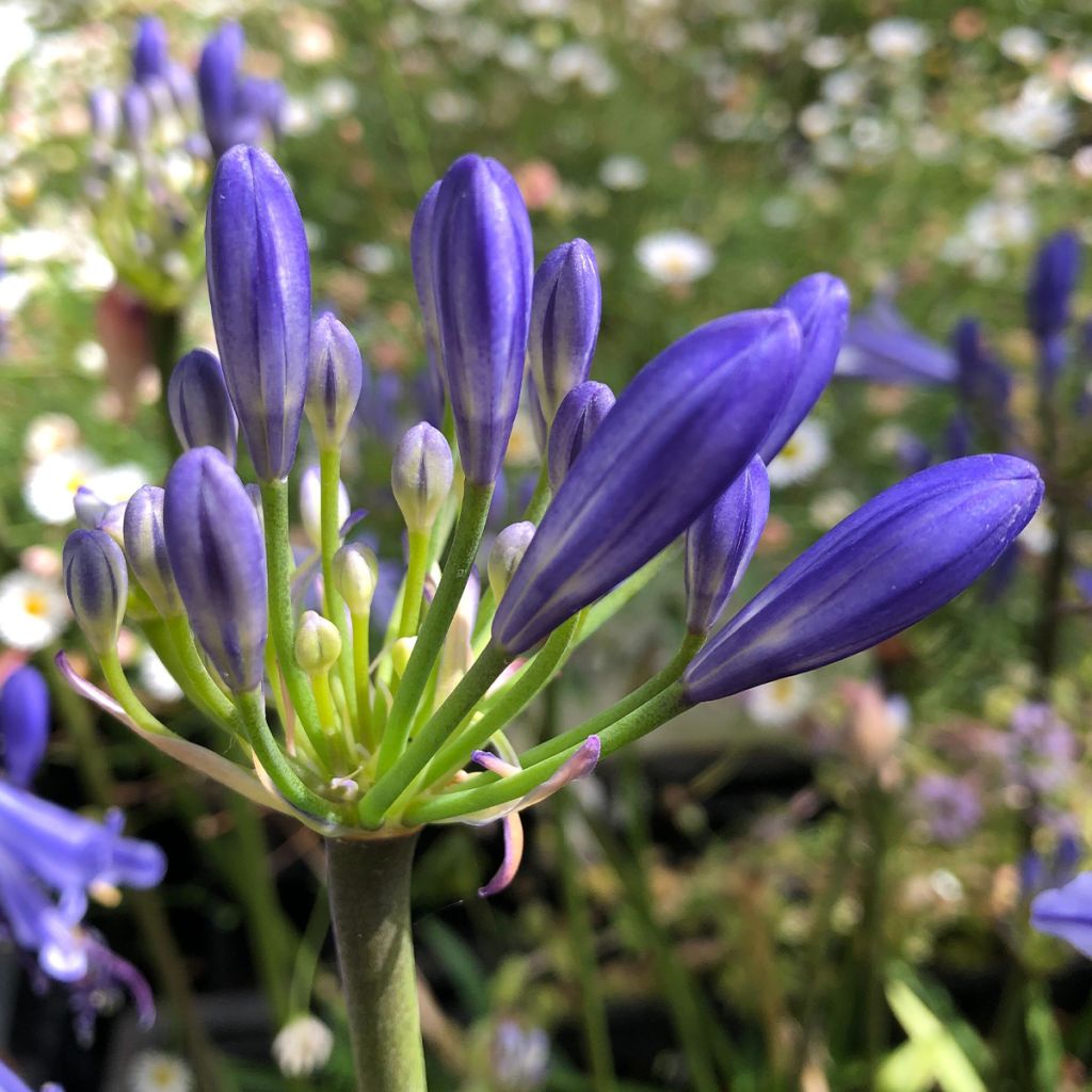 Agapanthus Charlotte