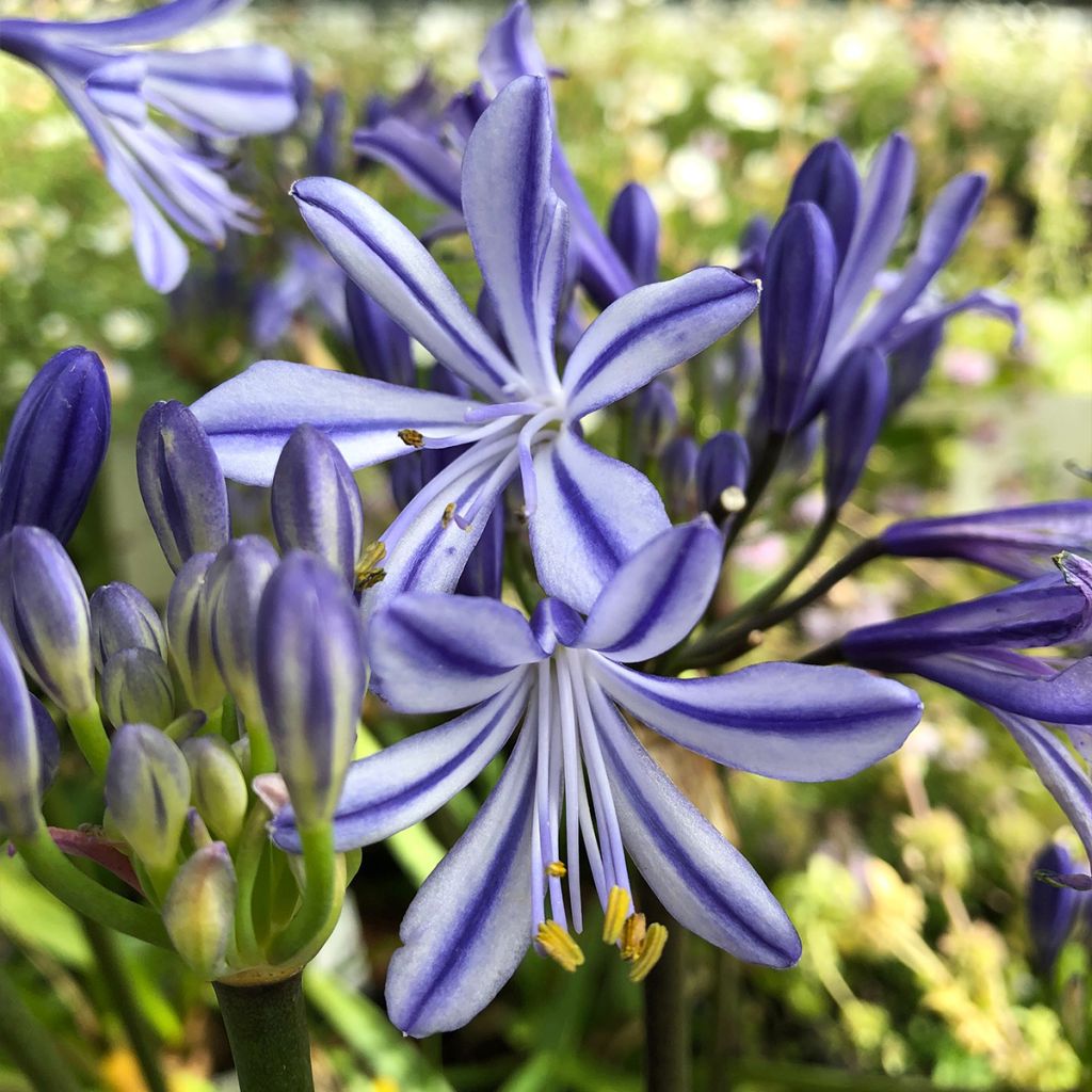 Agapanthus Charlotte