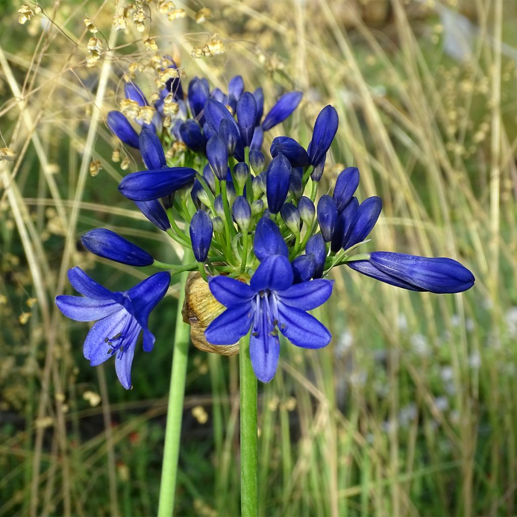 Agapanthus Flower of Love