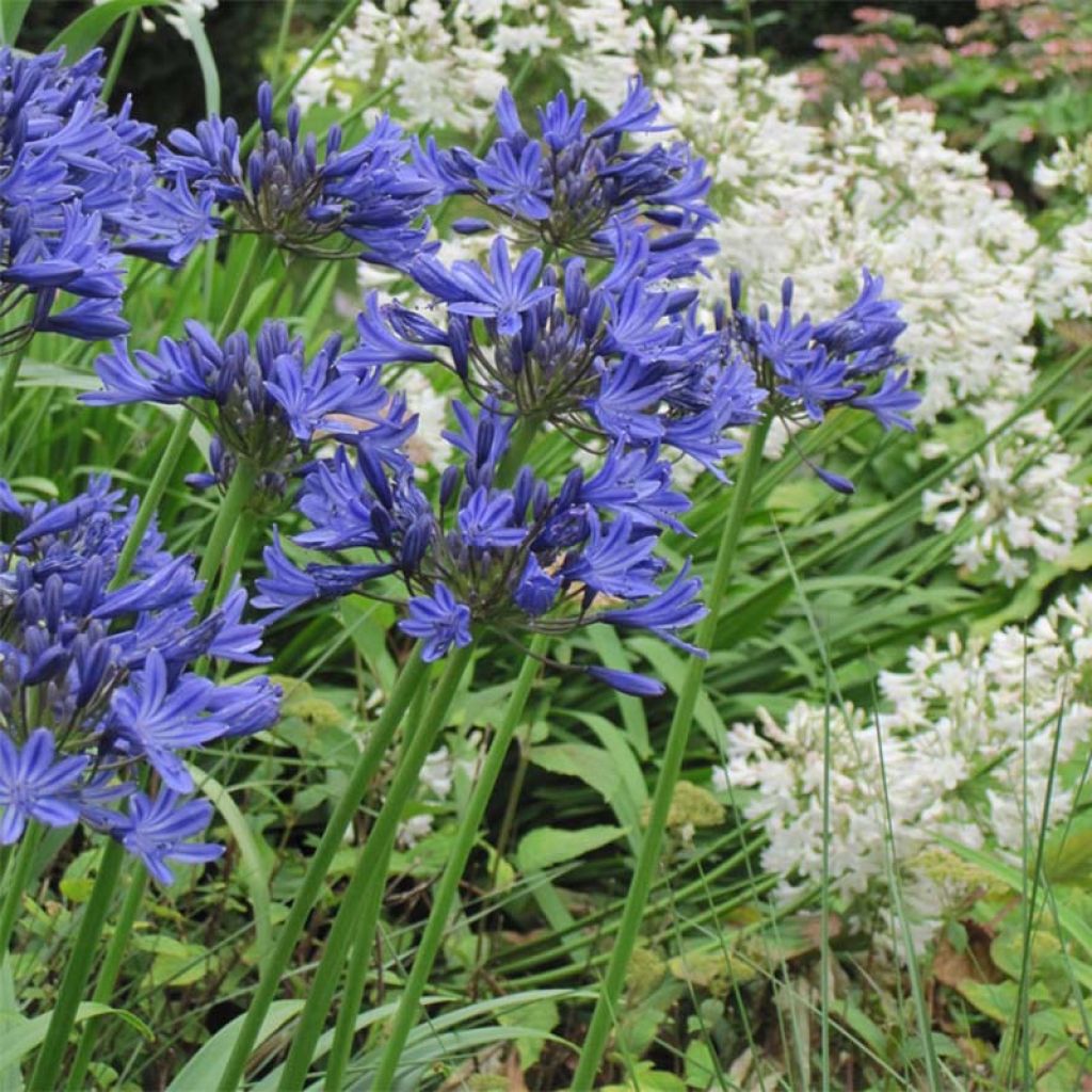 Agapanthus Navy Blue