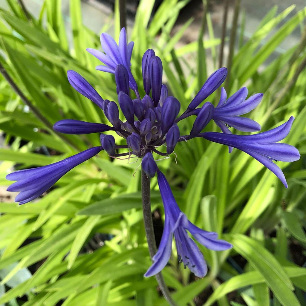 Agapanthus Navy Blue