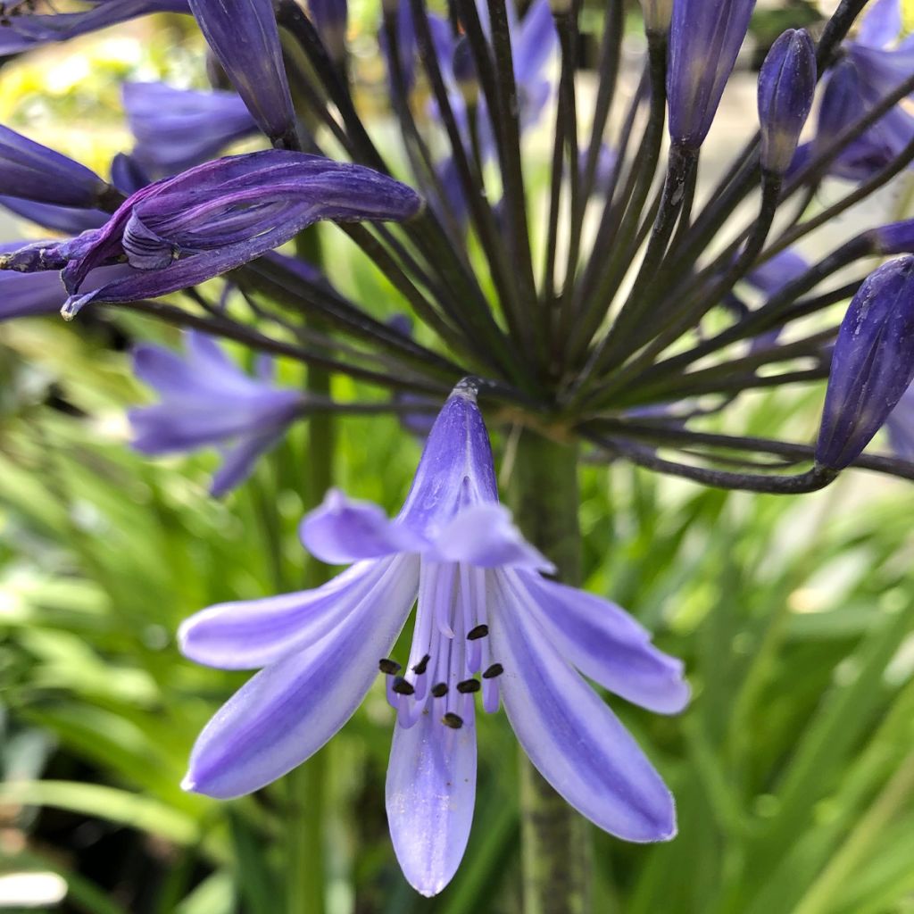 Agapanthus Navy Blue