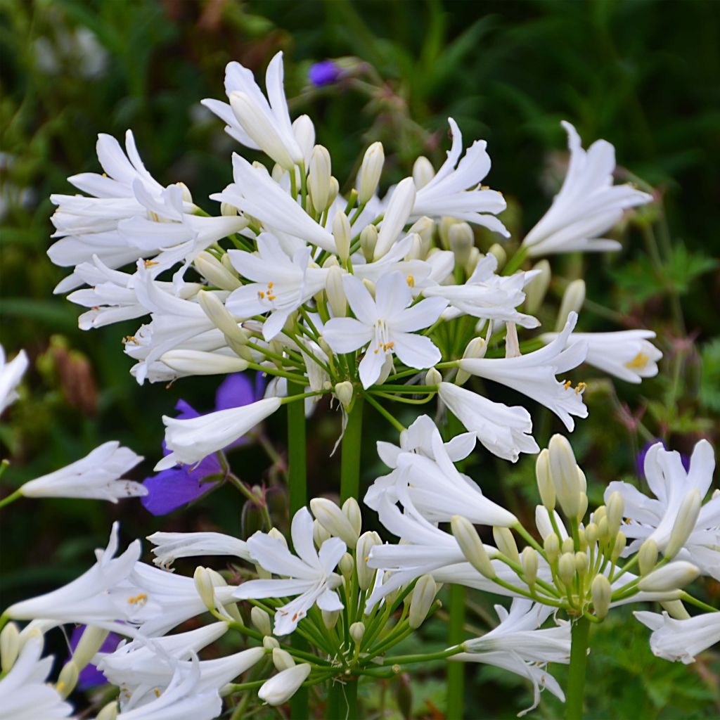 Agapanthus Pitchoune White