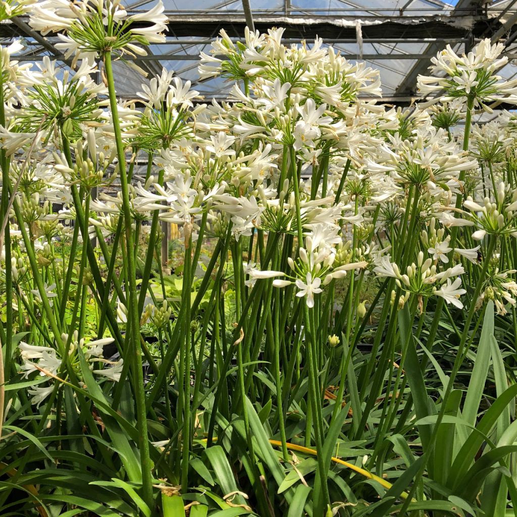 Agapanthus Pitchoune White