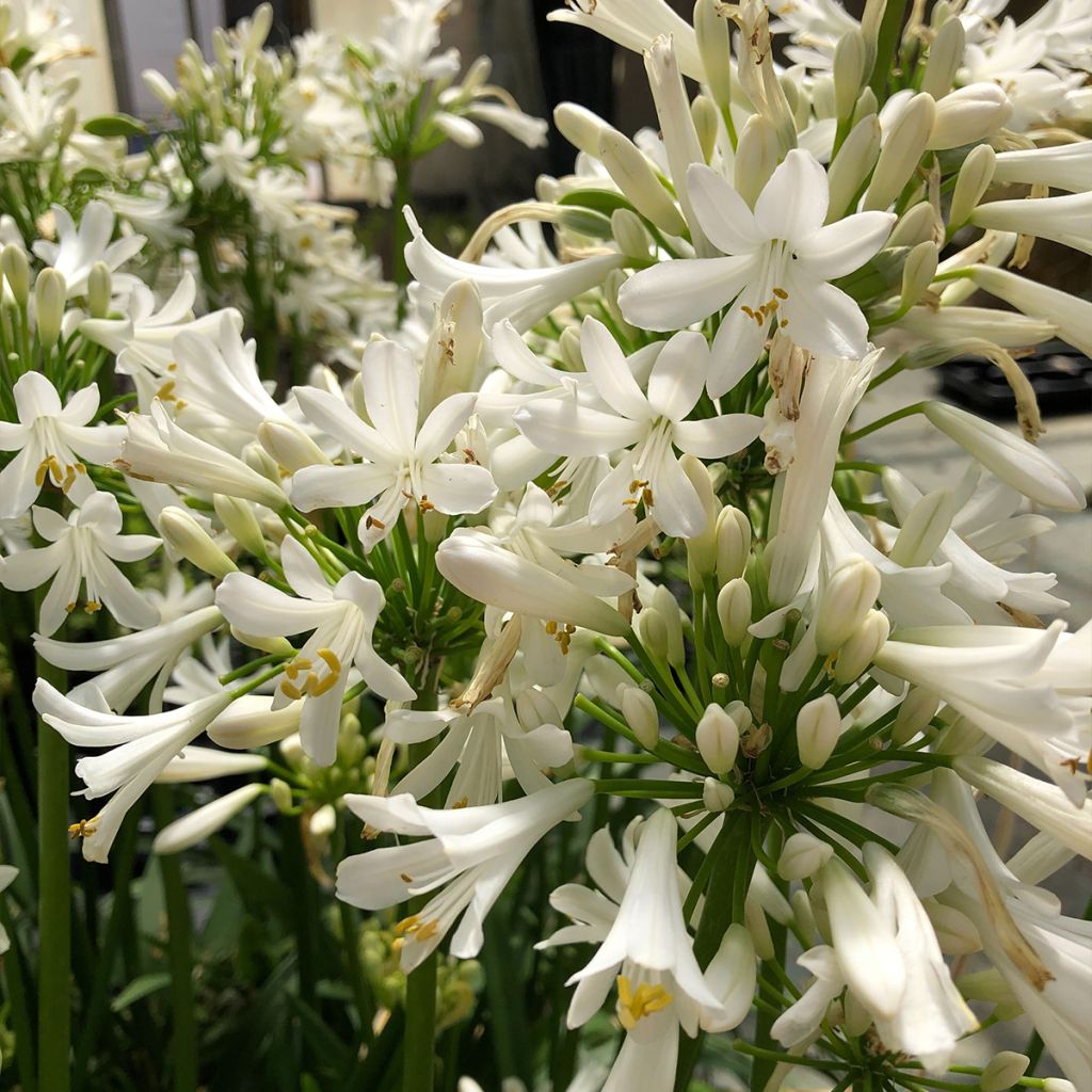 Agapanthus Pitchoune White