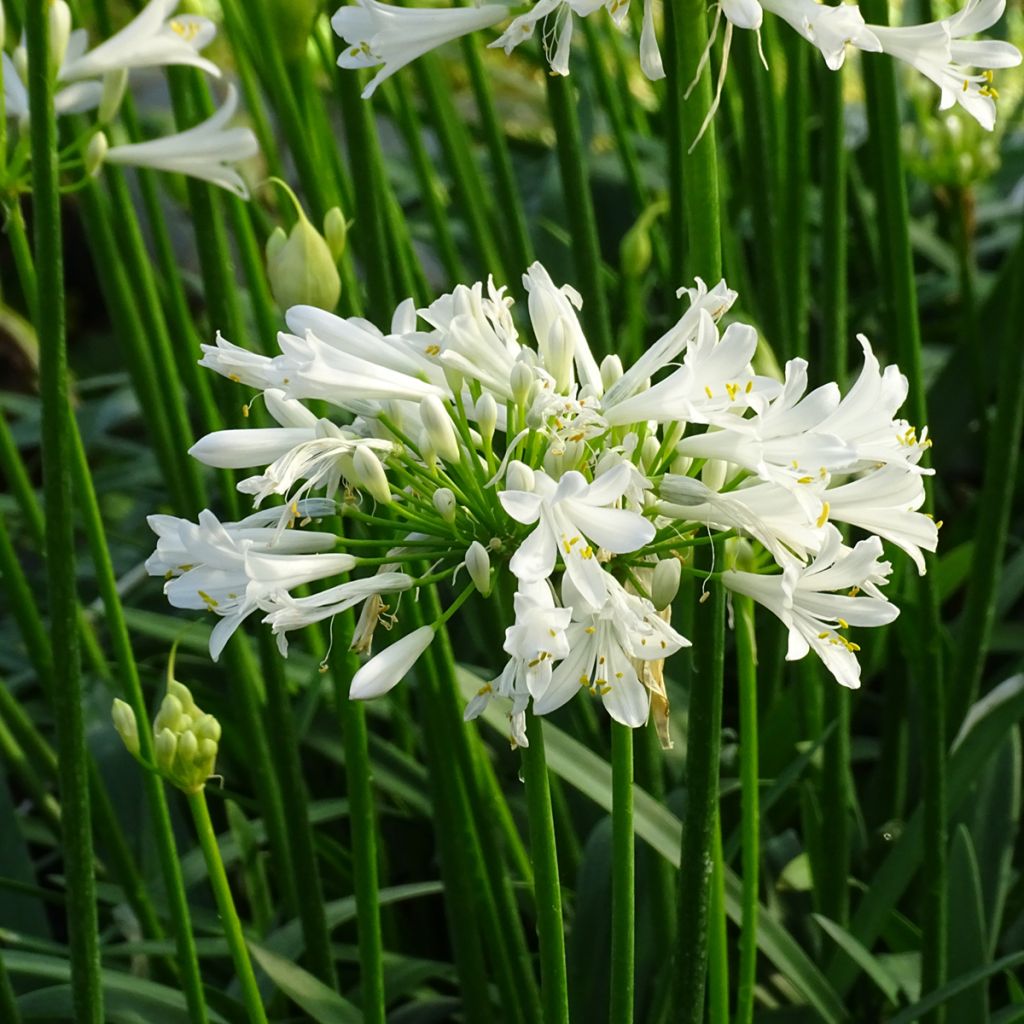 Agapanthus Pitchoune White