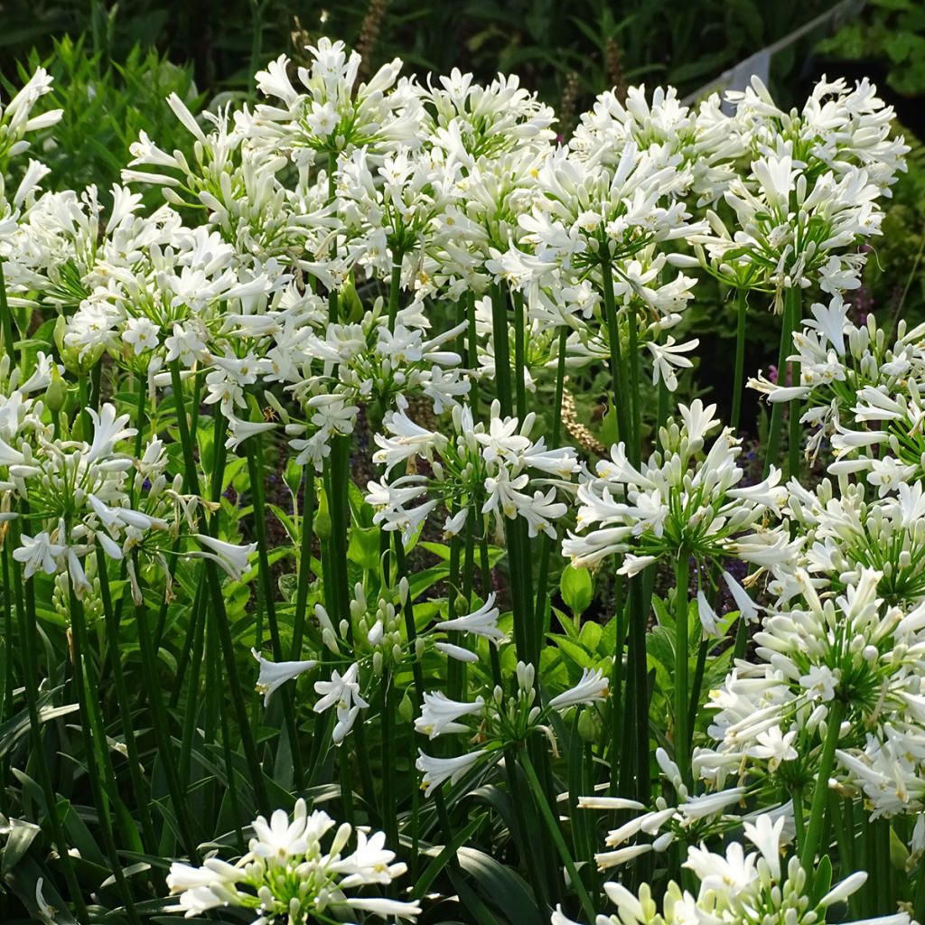 Agapanthus Pitchoune White