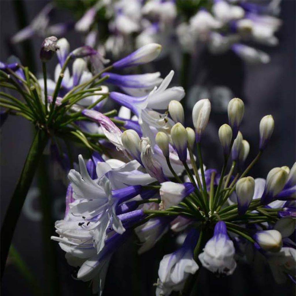 Agapanthus Twister