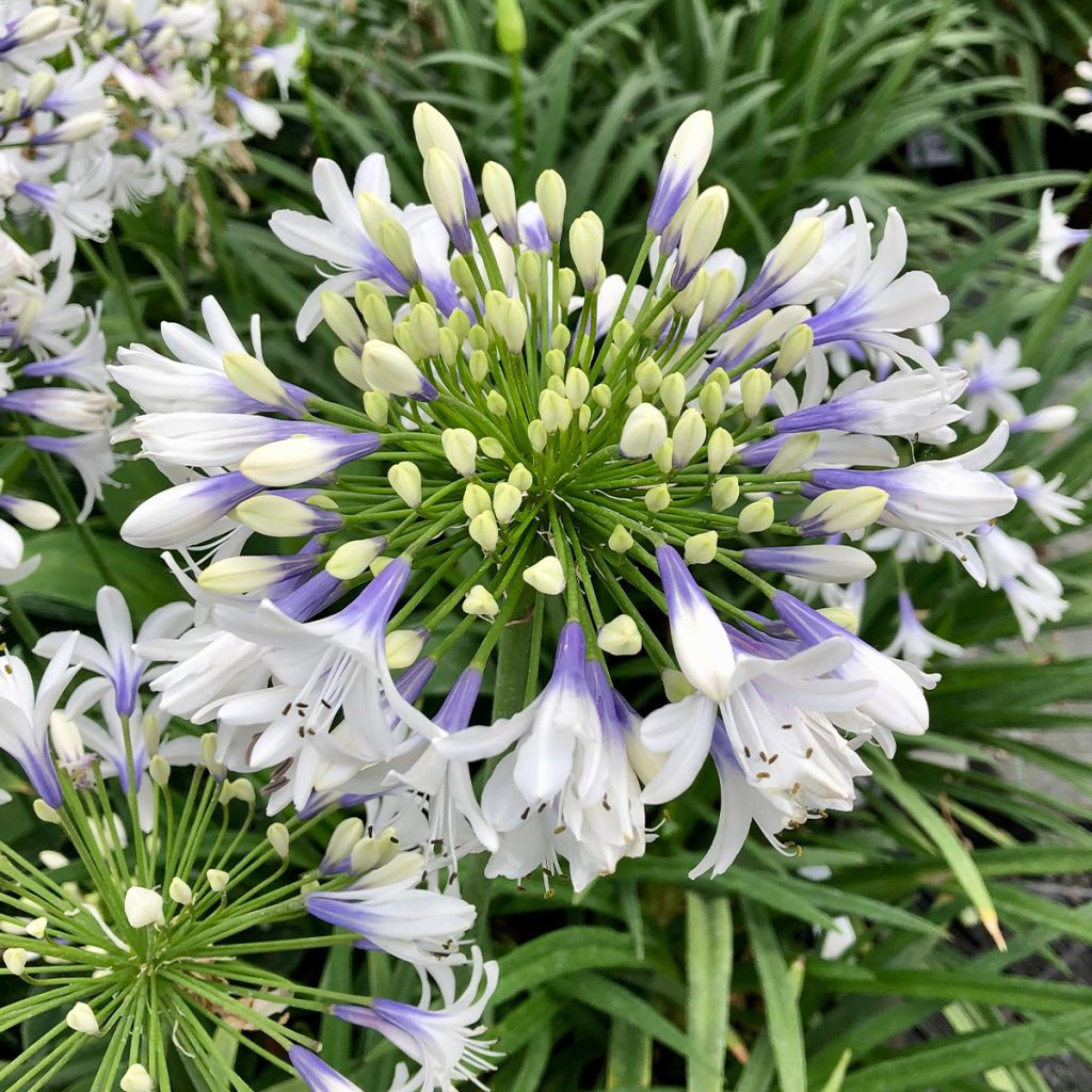 Agapanthus Twister