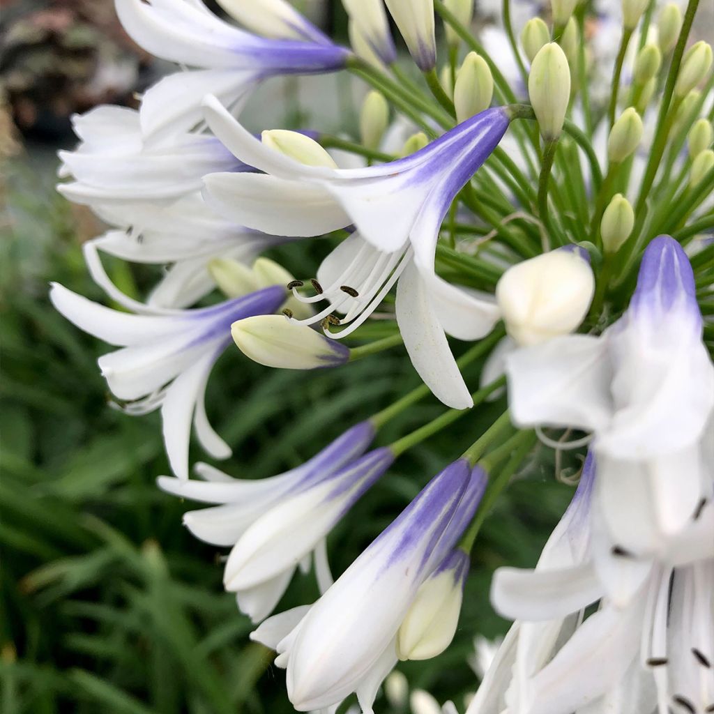 Agapanthus Twister