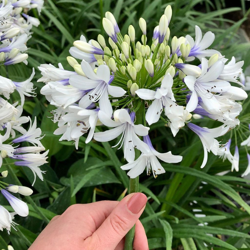 Agapanthus Twister
