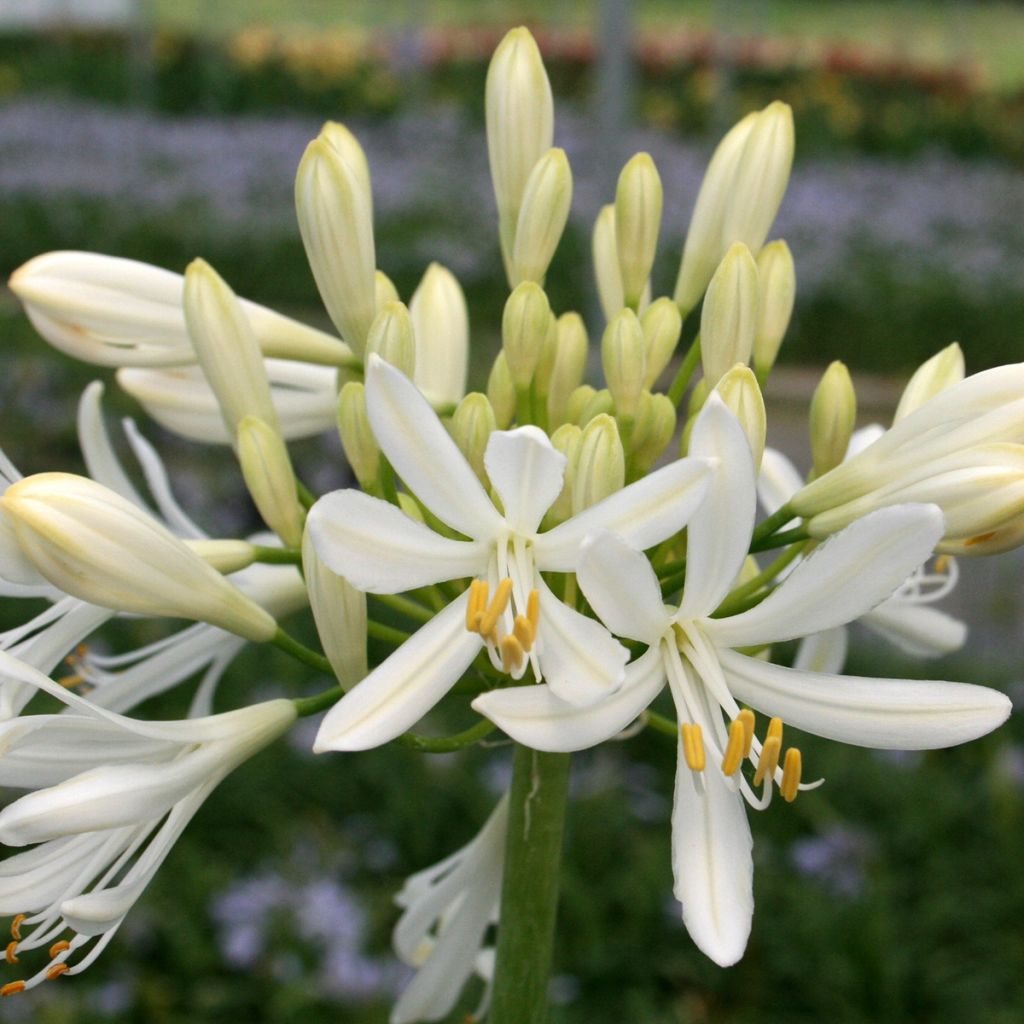 Agapanthus White Baby