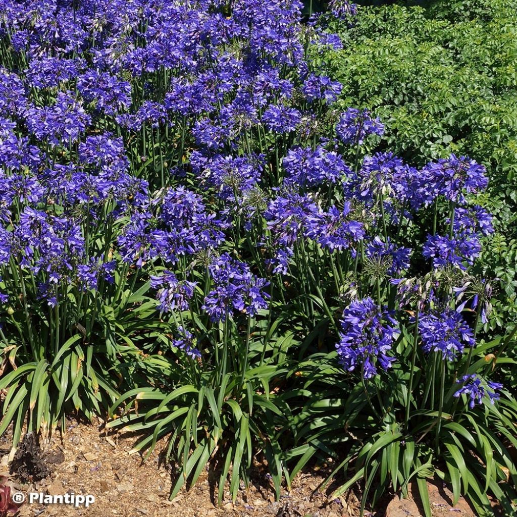 Agapanthus Ever Sapphire