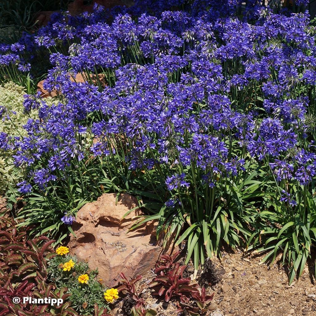 Agapanthus Ever Sapphire