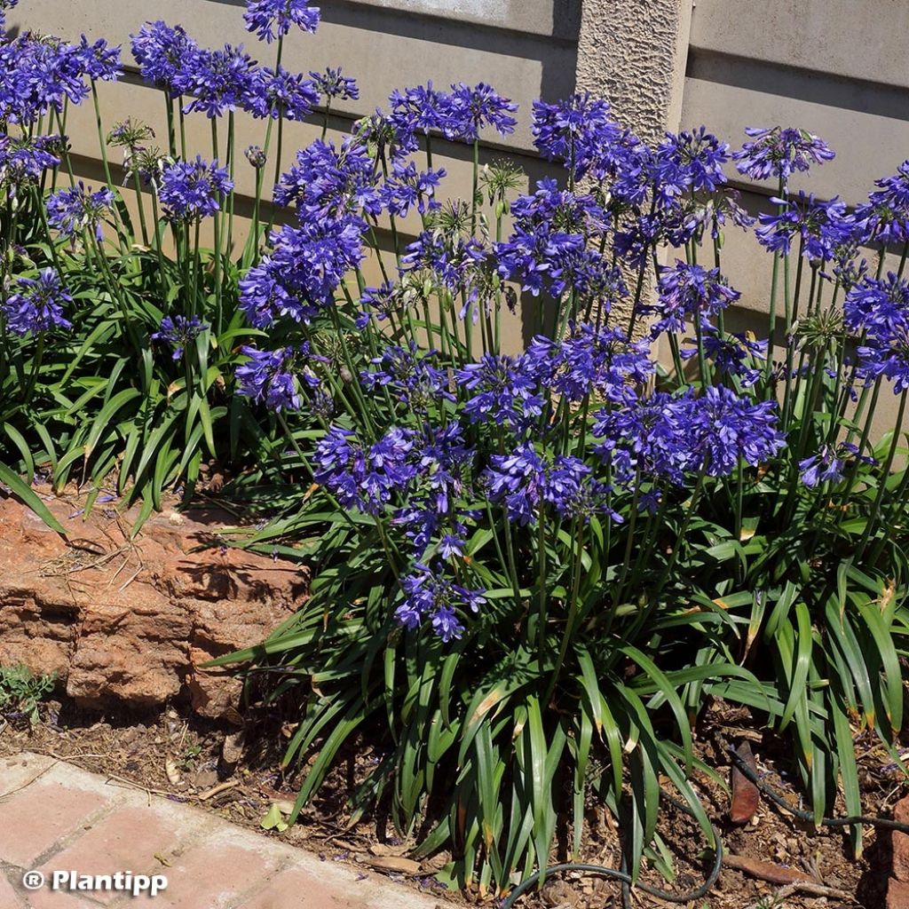 Agapanthus Ever Sapphire