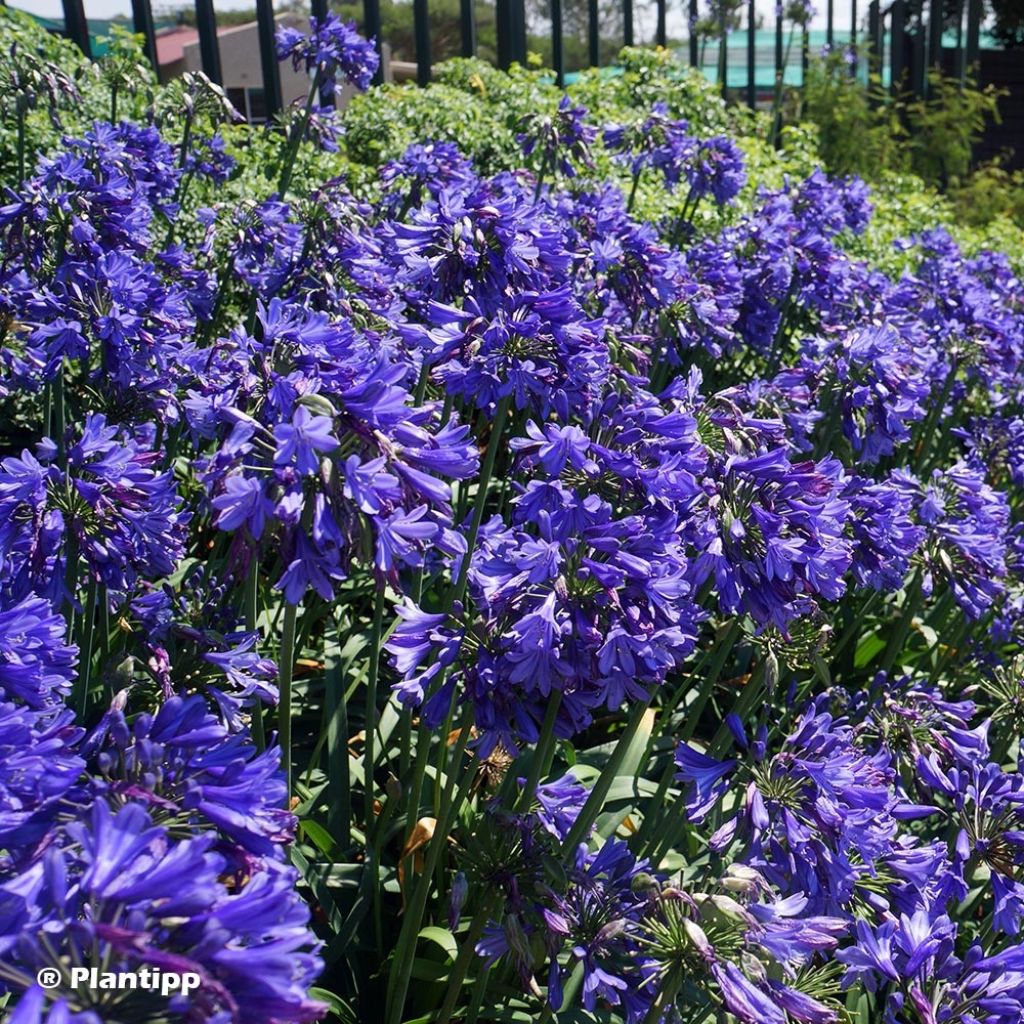 Agapanthus Ever Sapphire