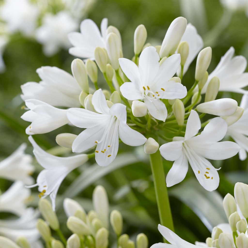 Agapanthus Ever White