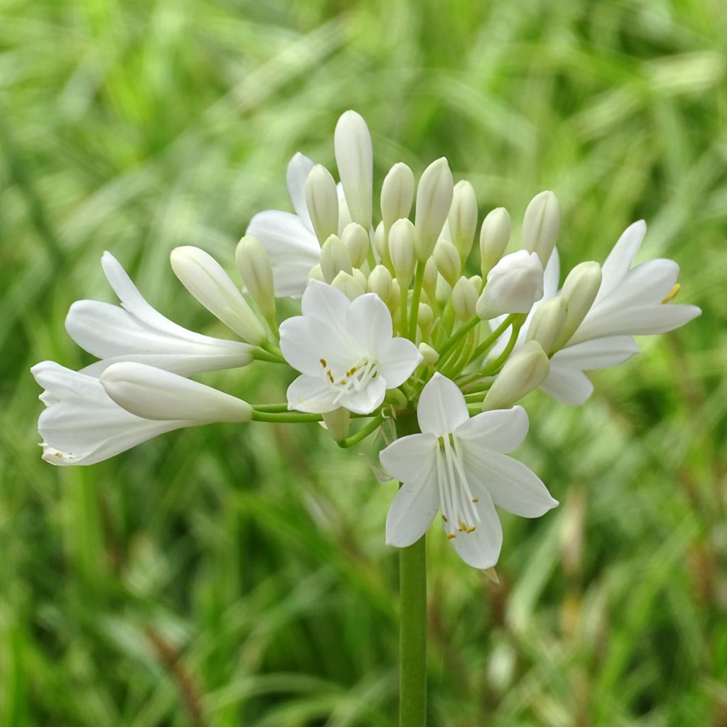 Agapanthus Ever White