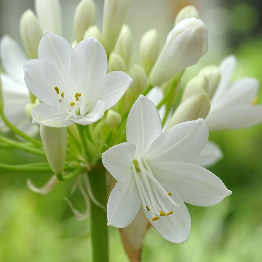 Agapanthus Ever White