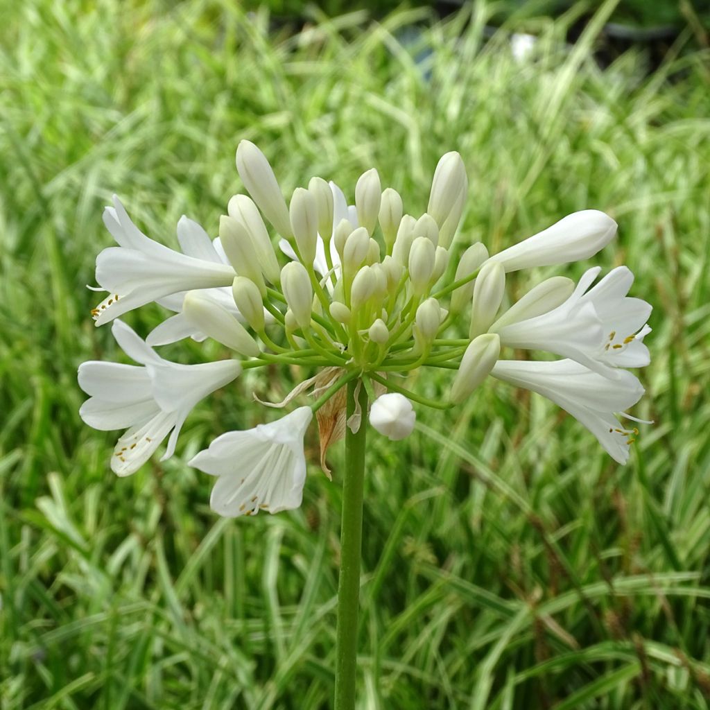 Agapanthus Ever White