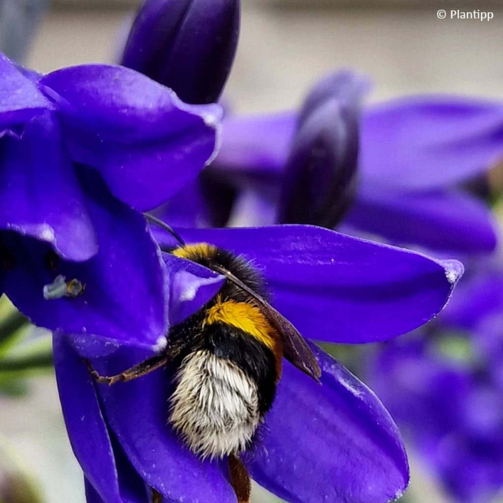 Agapanthus Midnight Sky