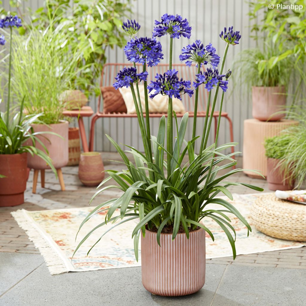 Agapanthus Midnight Sky