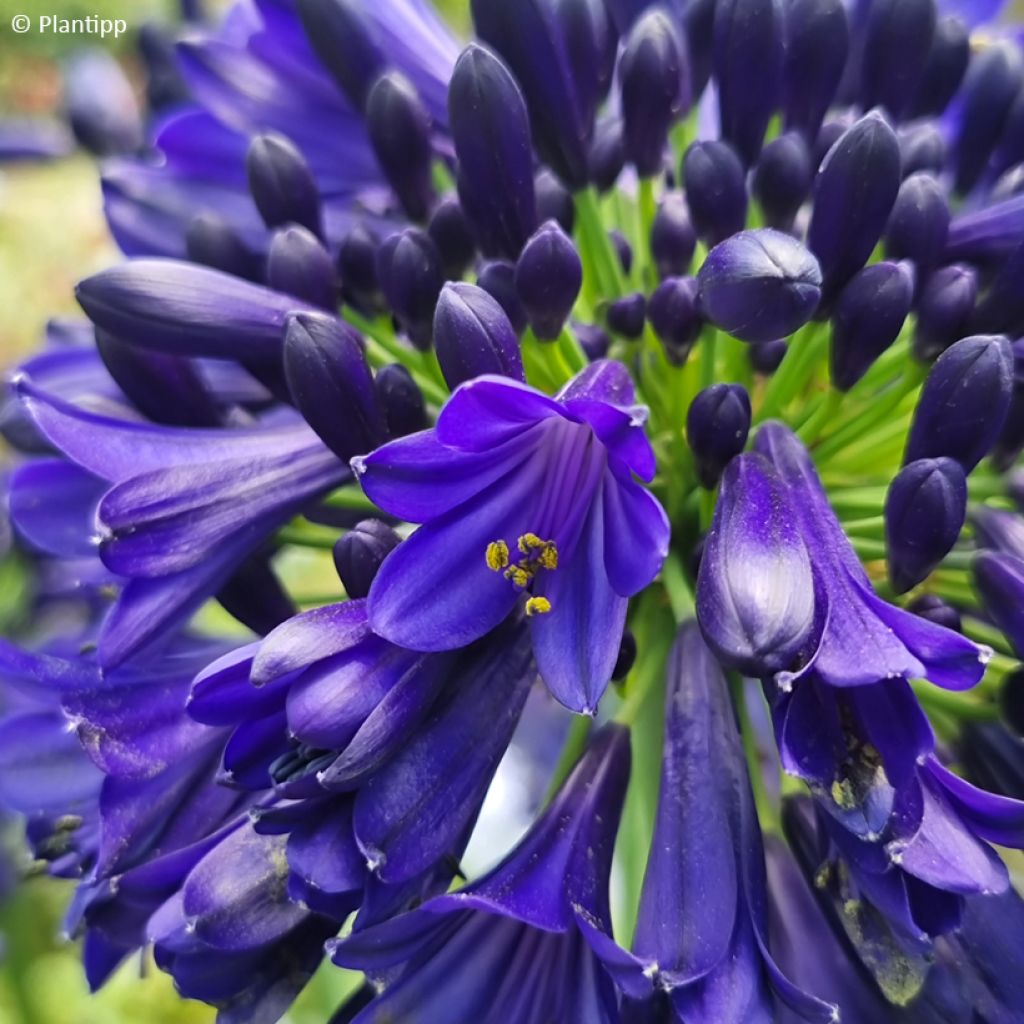Agapanthus Midnight Sky