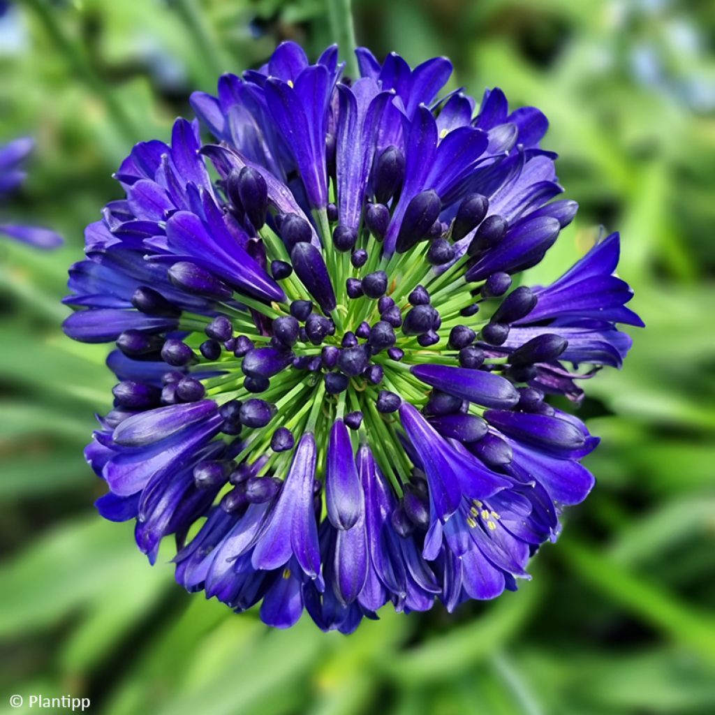 Agapanthus Midnight Sky