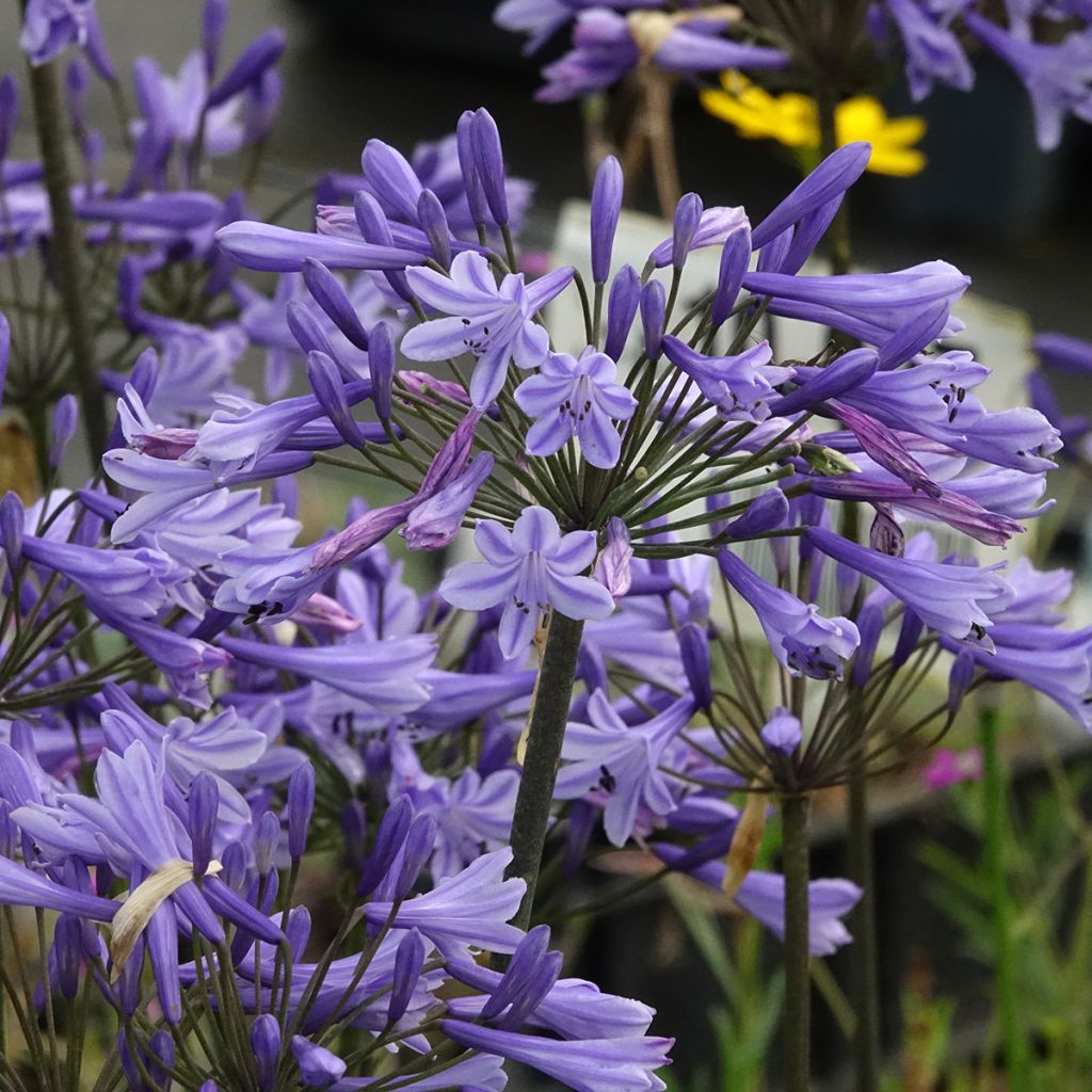 Agapanthus Blue Triumphator