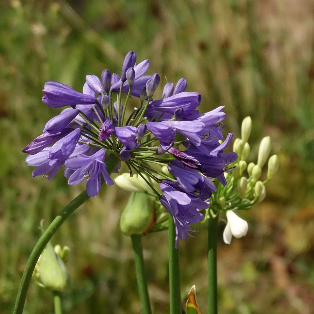Agapanthus Three Sisters Mix