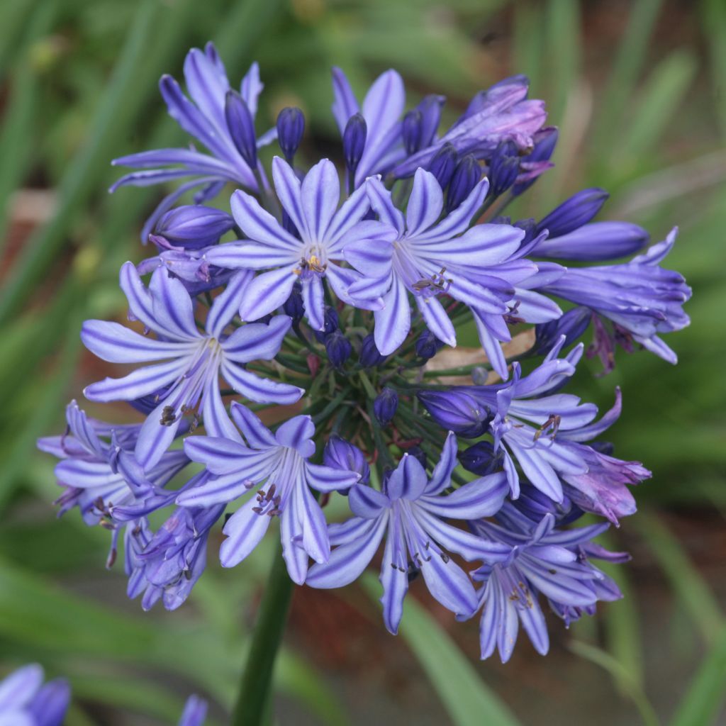 Agapanthus Northern Star