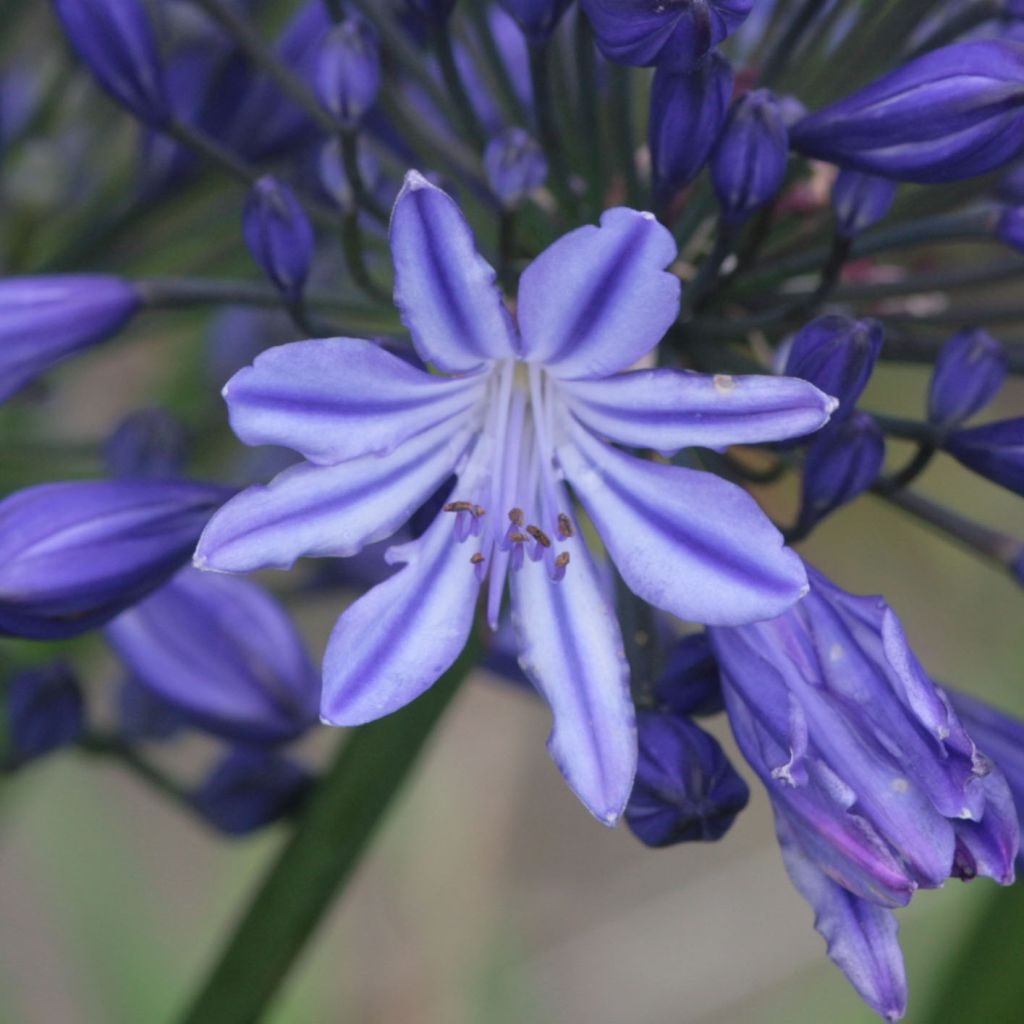 Agapanthus Northern Star