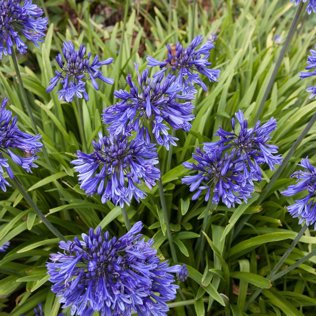 Agapanthus Black Pantha