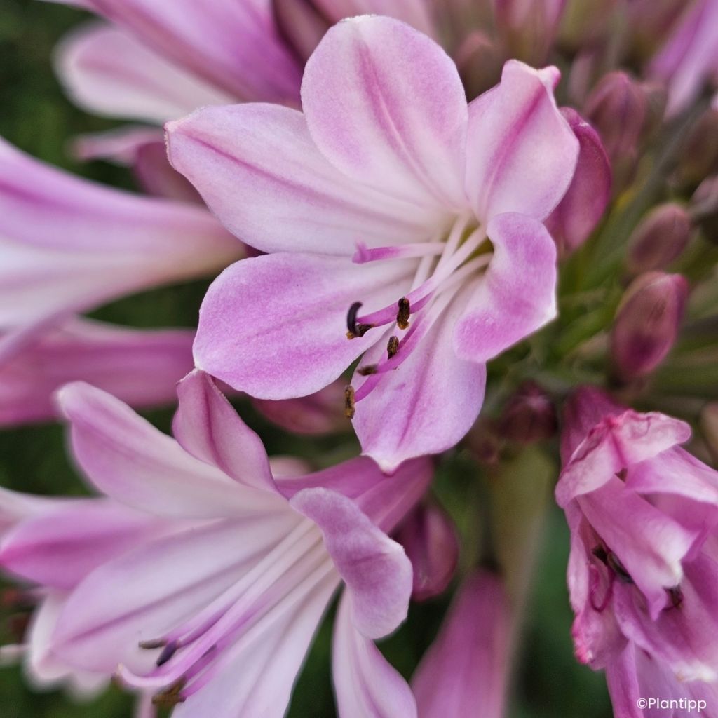Agapanthus Poppin' Pink