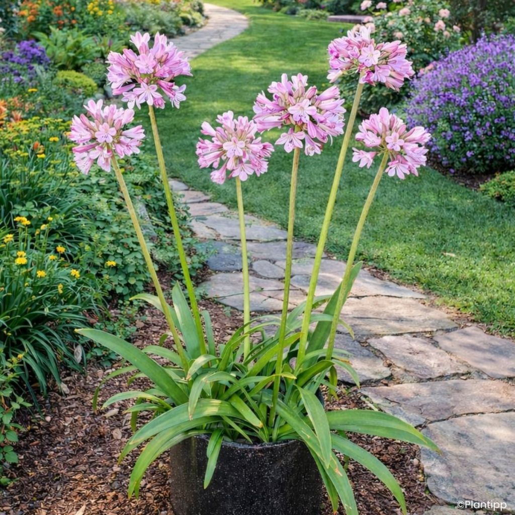 Agapanthus Poppin' Pink