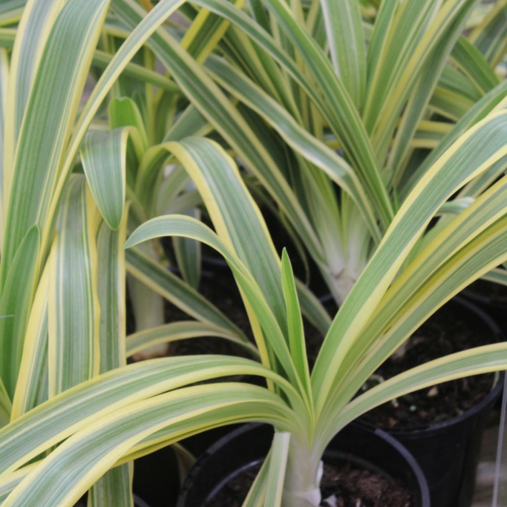 Agapanthus praecox Zambezi