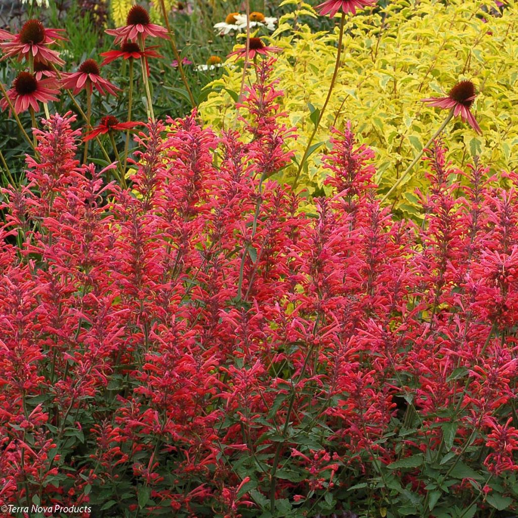 Agastache Kudo's Coral