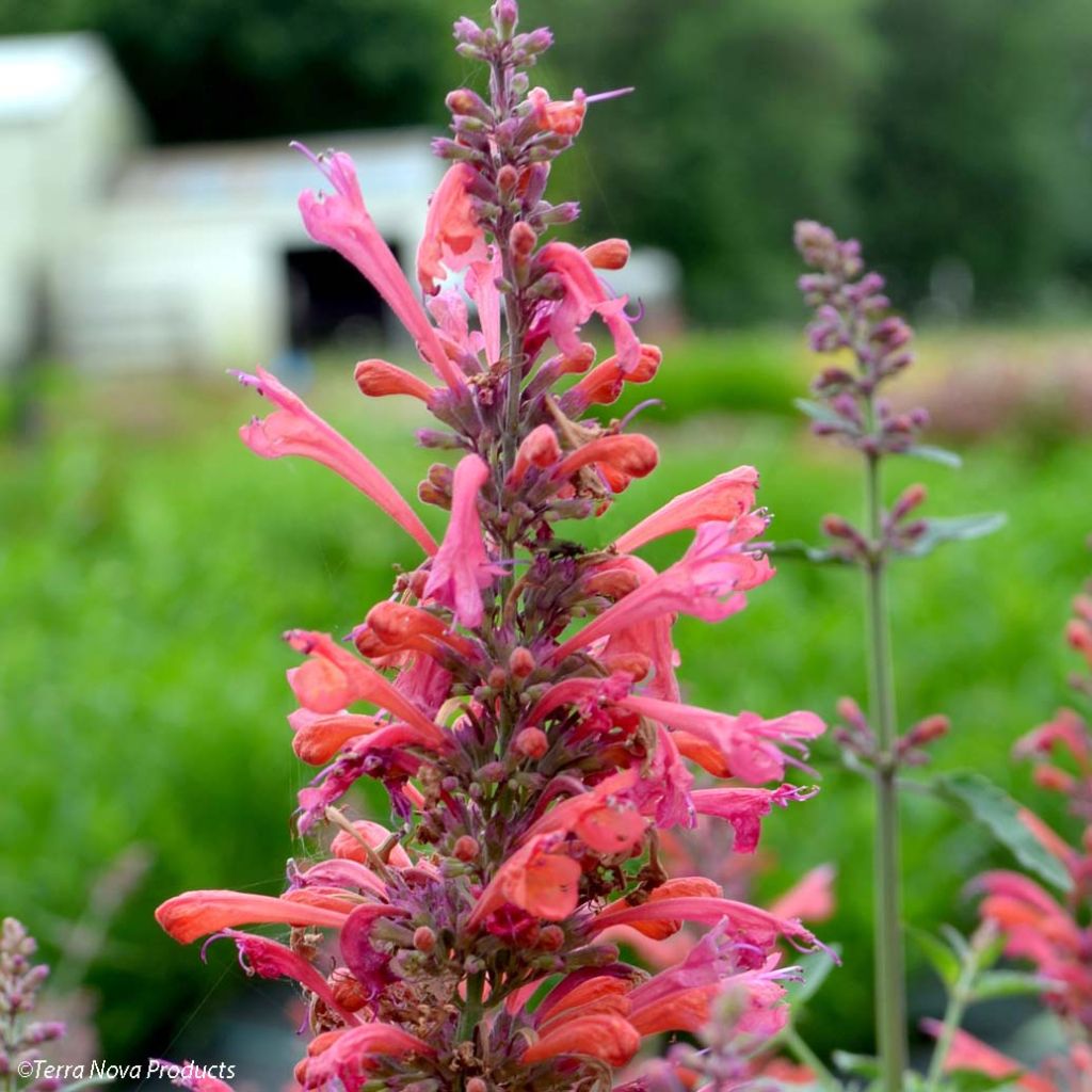 Agastache Kudo's Coral
