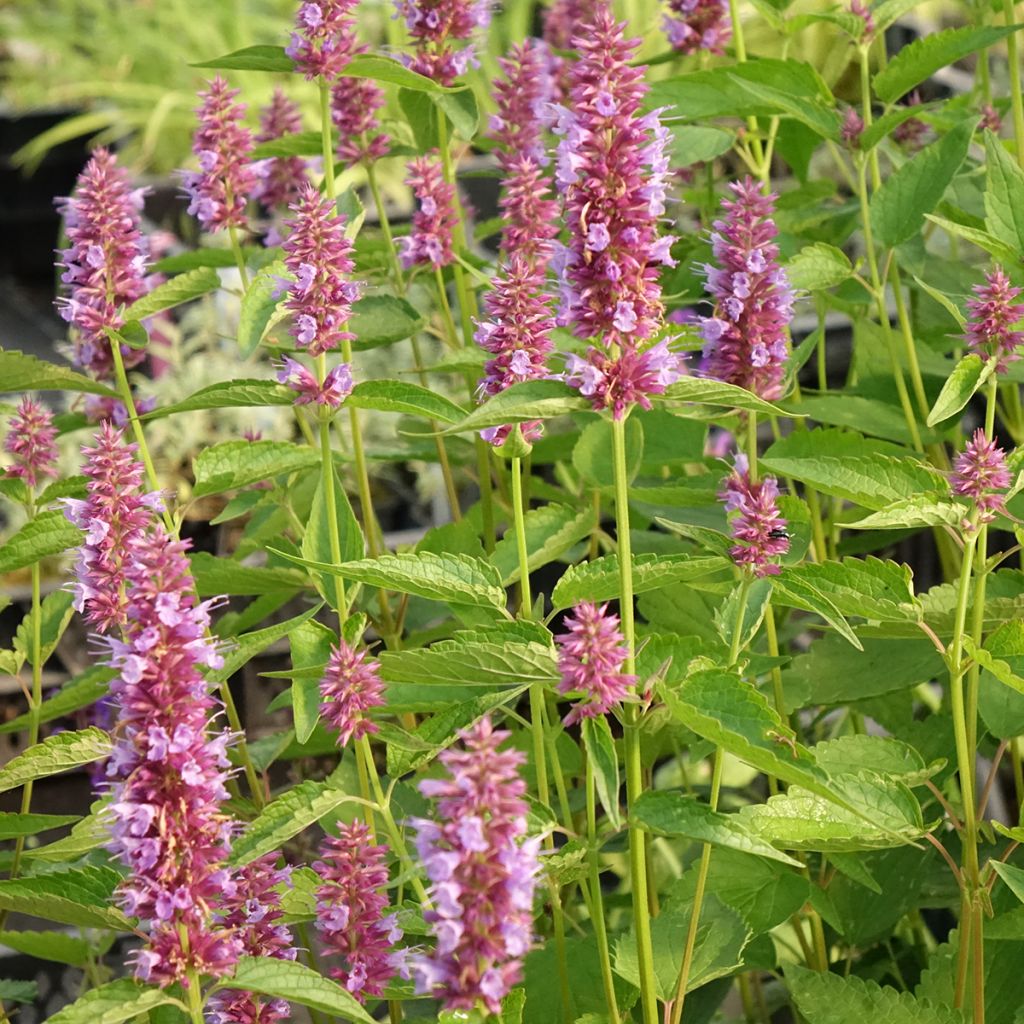 Agastache Beelicious Purple