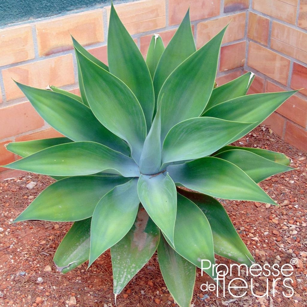 Agave attenuata