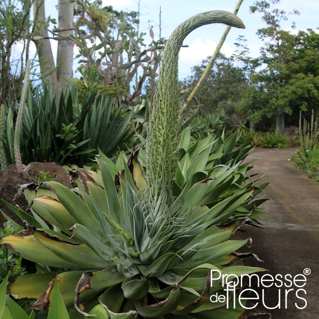 Agave attenuata