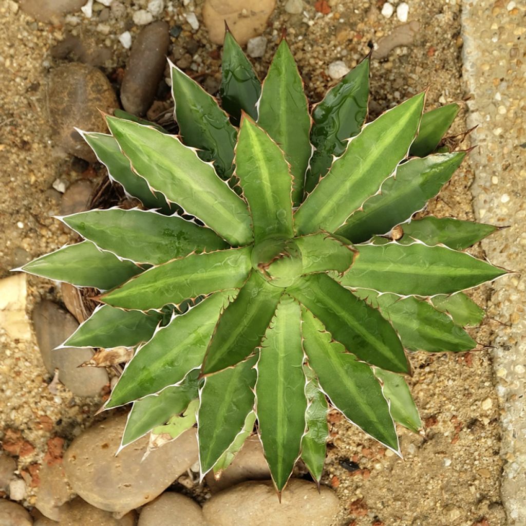 Agave lophantha
