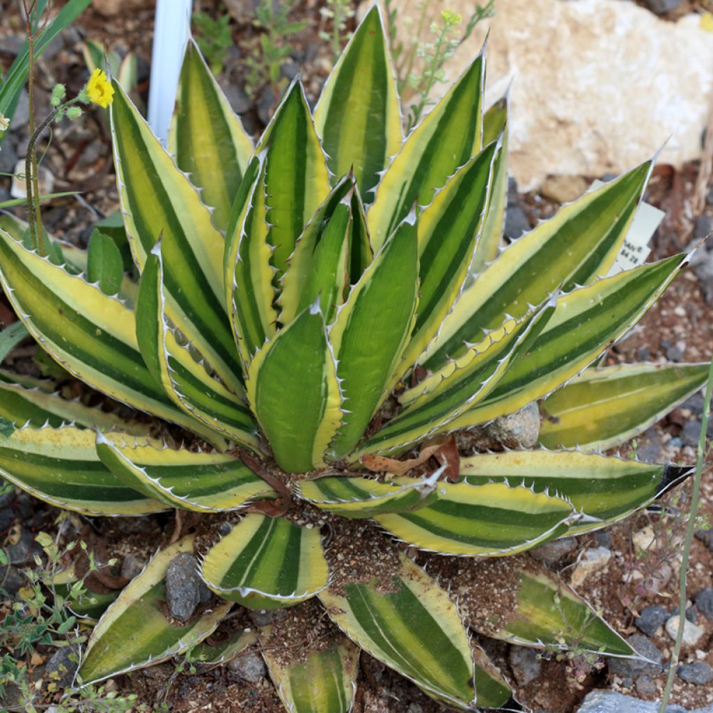 Agave lophantha Quadricolor