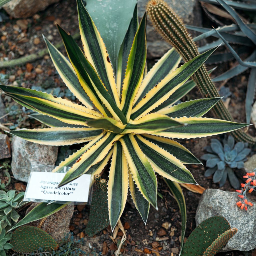 Agave lophantha Quadricolor