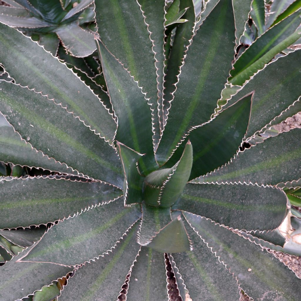 Agave lophantha Ensifera