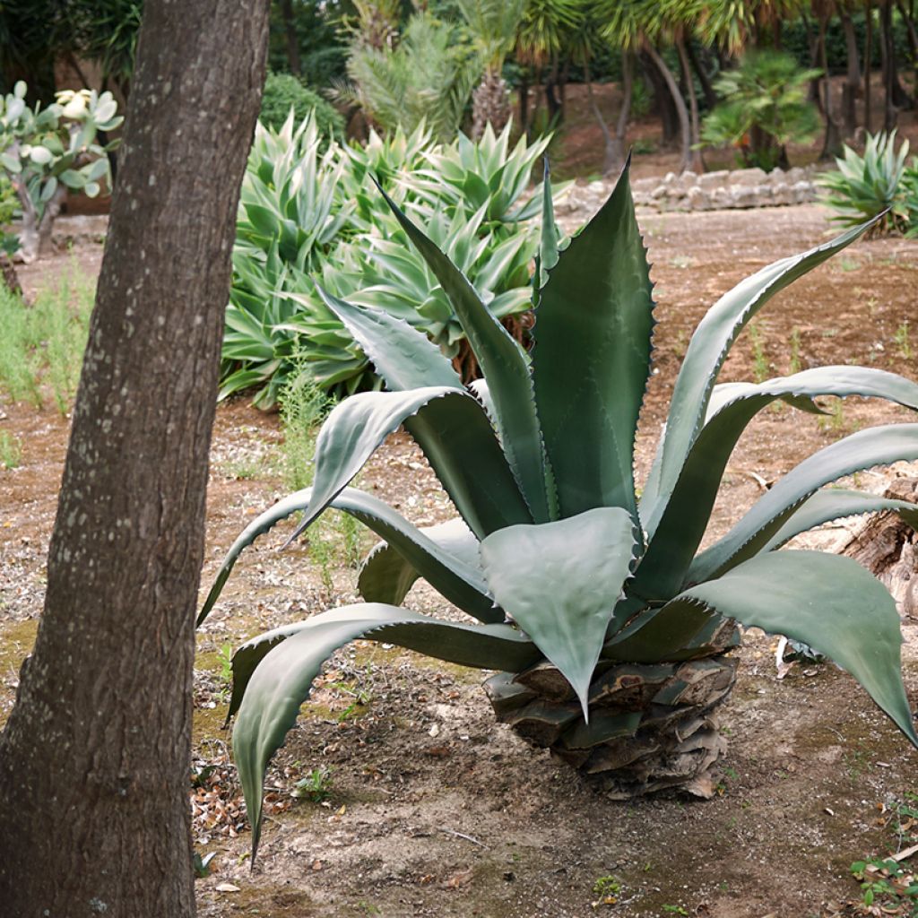 Agave salmiana subsp. crassispina