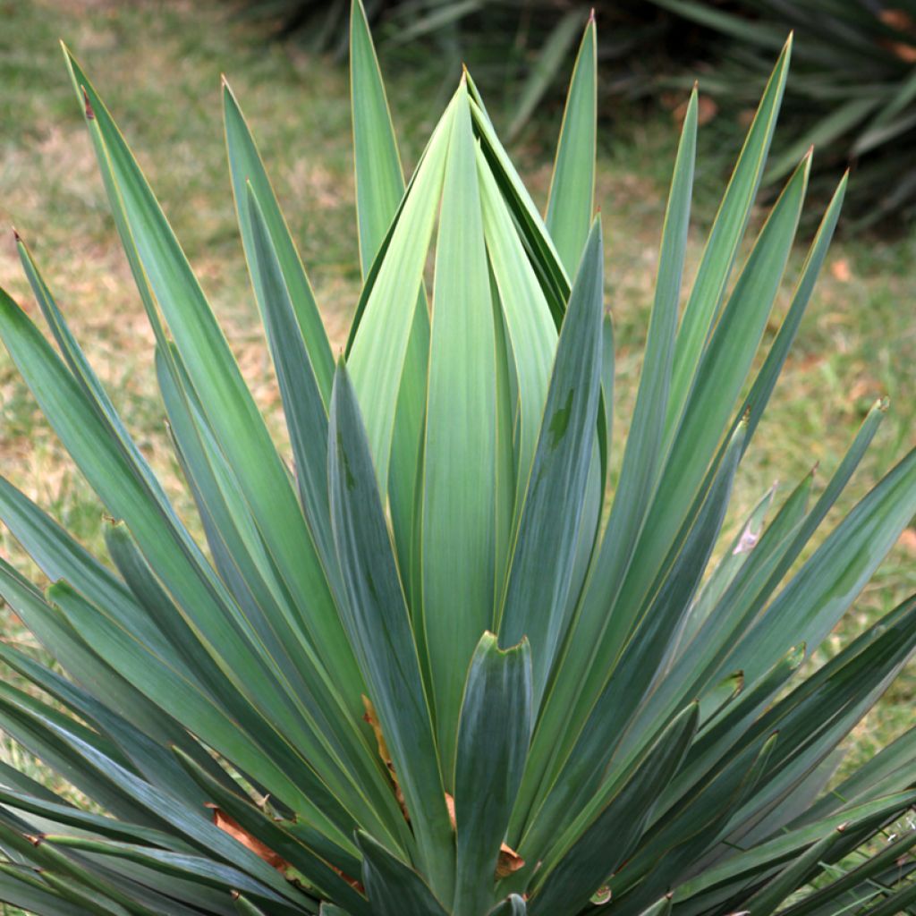 Agave sisalana